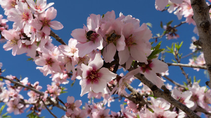 Flores de almendrero con abejas