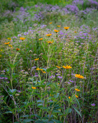 field of wild flowers