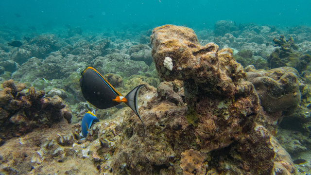 Fisch am Korallenriff Unter Wasserwelt auf Insel Meedhupparu auf Malediven im Indischen Ozean