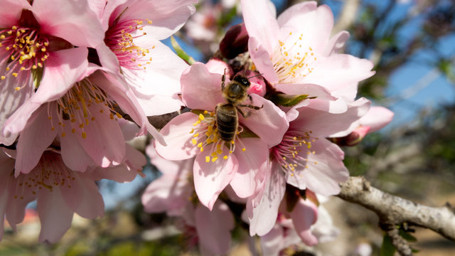 Flor de almendrero con una abaja polinizando