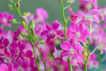 Fototapeta na wymiar Beautiful purple dendrobium orchid flowers on the dark background, selective focus.