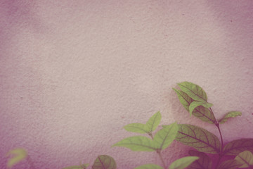 Gray wall copy space with green water jasmine leaves background. Green leafs on white wall with copy space for text.