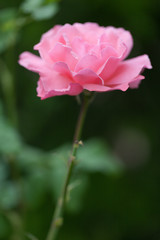 pink flower