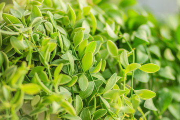 Green ivy leaves background of dave (Dischidia nummularia variegata), a fantastic green creeper plant that hanging for garden and interior decoration. Selective focus