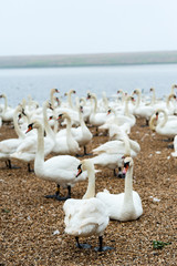 A group of swans at feeding time, Abbotsbury Swannery, Dorset, UK