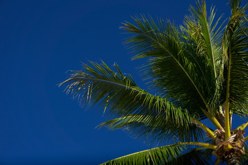 Low angle view of palm tree fronds and blue sky