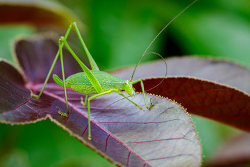 Image of family Tettigoniidae(Mirollia hexapinna) are commonly called katydids or bush-crickets on leaves. Insect. Animal