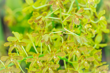 Green and dark brown orchid flower background of Grammatophyllum scriptum, a species of orchid. The flowers are generally up to 4.5 cm wide, green with dark brown markings.