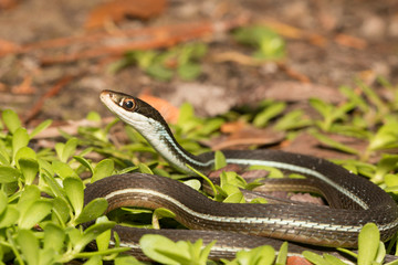 Bluestripe ribbon snake - Thamnophis sauritus nitae