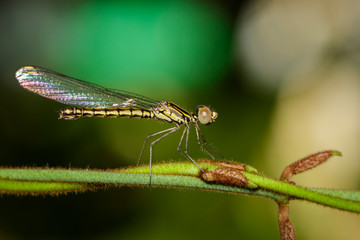 Image of Libellago lineata lineata dragonfly (Rhinocypha fenestrella) on a green branch. Family Chlorocyphidae. Insect. Animal,