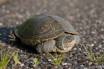 Female eastern diamondback terrapin (Malaclemys terrapin) crossing a paved road