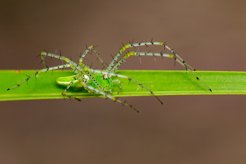 Image of Malagasy green lynx spider (Peucetia madagascariensis) on green leaf. Insect. Animal.