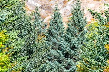 Closeup view of green foliage autumn fall season foliage with pine tree forest trail hiking in Iceland Golden Circle near Laugarvatn