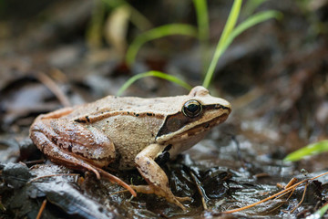 Wood frog - Rana sylvatica