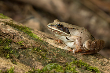 Wood frog - Rana sylvatica