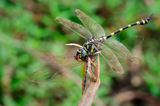 Image of Dragonfly(Gomphidae) eating dragonfly on a branch. Insect. Animal