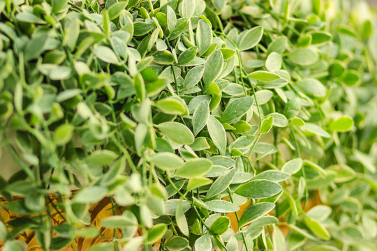 Green ivy leaves background of dave (Dischidia nummularia variegata), a fantastic green creeper plant that hanging for garden and interior decoration. Selective focus