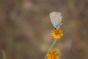 Small Cupido Butterfly over Sweet Bush Yellow Flower