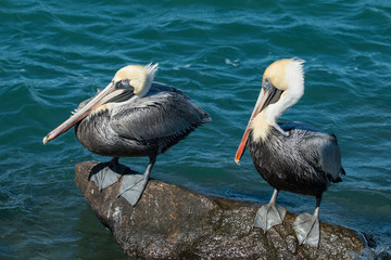 Male brown pelicans perched on a jetty rock - Pelecanus occidentalis