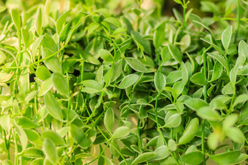 Green ivy leaves background of dave (Dischidia nummularia variegata), a fantastic green creeper plant that hanging for garden and interior decoration. Selective focus