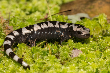 Marbled salamander - Ambystoma opacum