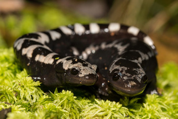Marbled salamander - Ambystoma opacum