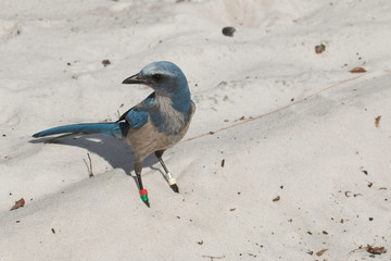 Florida Scrub Jay - Aphelocoma coerulescens