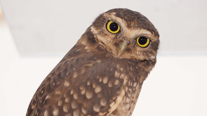portrait of an owl
