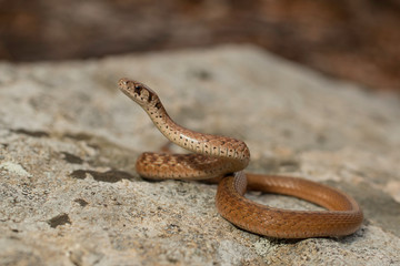 Northern brown snake - Storeria dekayii