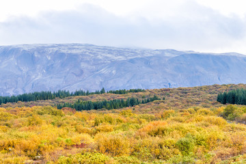 Landscape view of Thingvellir mountains on golden circle in Iceland during day and national park with nobody and yellow autumn foliage