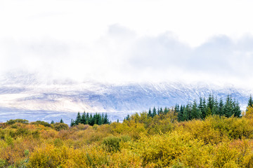 Landscape view of Thingvellir mountains on golden circle in Iceland during day and national park in autumn fall with nobody and yellow autumn foliage with pine trees