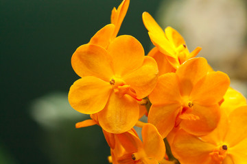 Obraz premium Vanda hybrid orchid in orange, at the botanical garden, Canada.