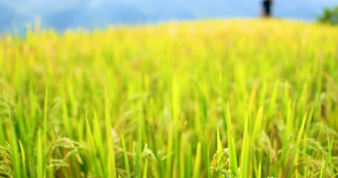 Defocused, blurry background green, yellow paddy field. Closeup of green paddy rice fields. Royalty high-quality free stock video footage of beautiful green, yellow terrace rice fields or paddy field