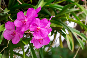 Image of beautiful purple orchid flowers in the garden.