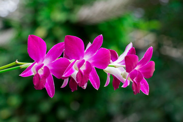Image of beautiful violet orchid flowers in the garden.