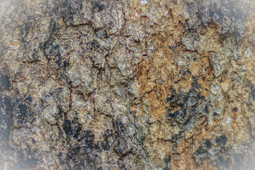 Flaky and grey-brown bark texture of Burma padauk (Pterocarpus macrocarpus) tree trunk background. It is a tree native to the seasonal tropical forests of southeastern Asia.