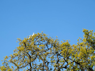 blossoming apple tree