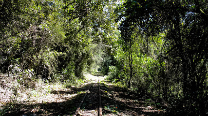 path in the forest