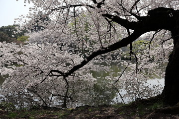 桜の風景