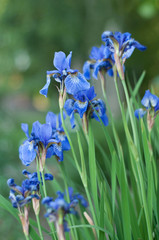Several young blue flowers of iris close-up framed by delicate green leaves.