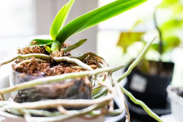 Foto op Canvas Closeup of orchid roots and leaves in flower pot on windowsill in room indoor garden of house © Andriy Blokhin