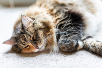 Closeup face of fluffy cute sleepy calico maine coon cat lying on carpet in bedroom or living room...