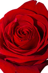 Red Roses on white background. images all taken on a white back drop/