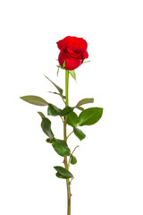 Obraz premium Red Roses on white background. images all taken on a white back drop/