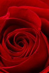 Red Roses on white background. images all taken on a white back drop/
