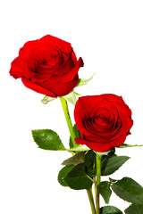 Fototapeta premium Red Roses on white background. images all taken on a white back drop/