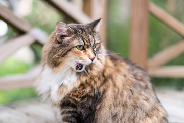 One calico maine coon cat sitting outside on deck by wooden fence and green summer bokeh background shocked expression open mouth meowing or grooming yawning