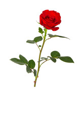 Red Roses on white background. images all taken on a white back drop/