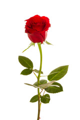 Red Roses on white background. images all taken on a white back drop/