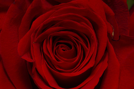 Red Roses on white background. images all taken on a white back drop/